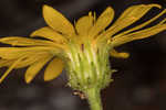 Godfrey's goldenaster